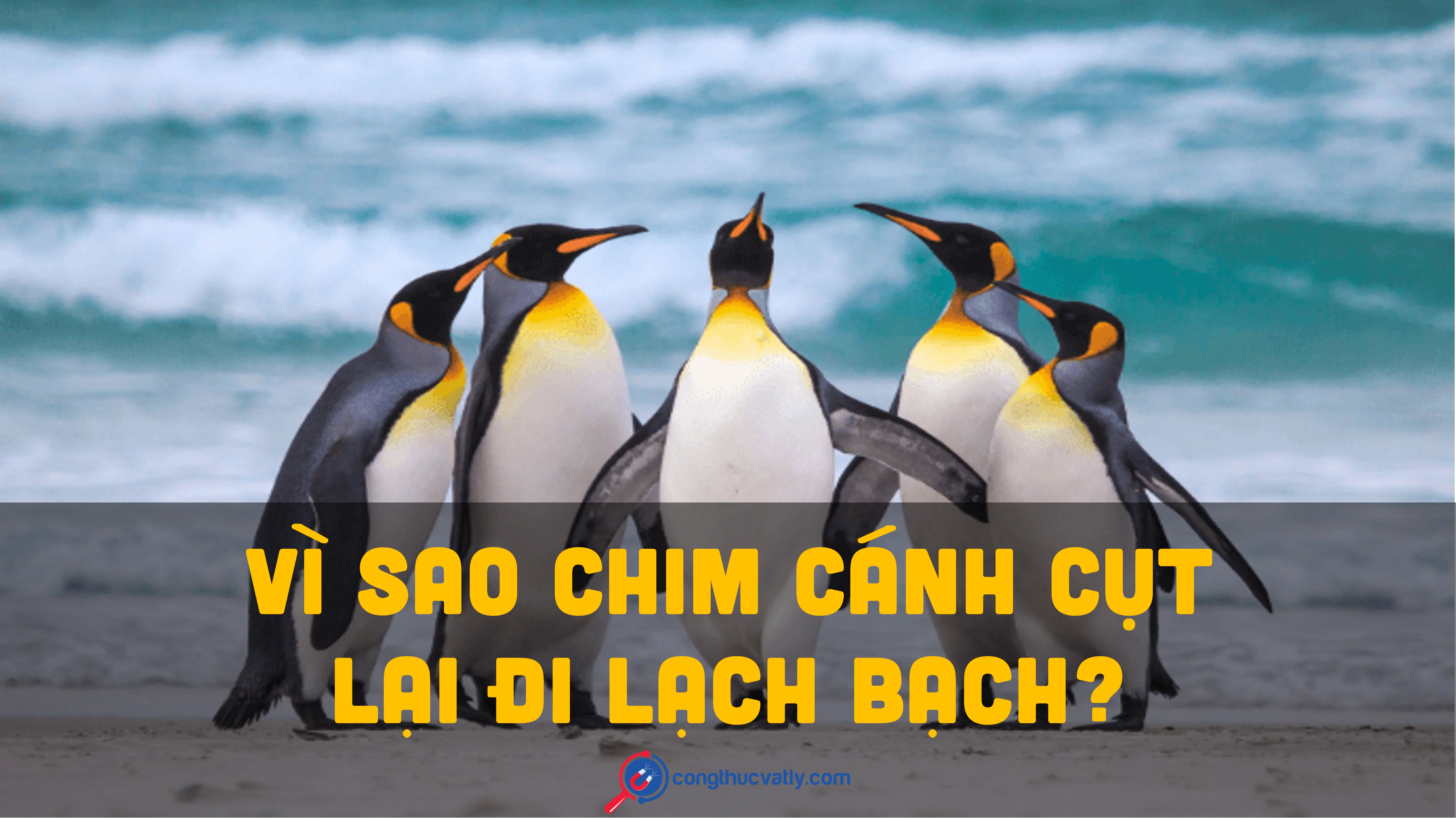 VÌ SAO CHIM CÁNH CỤT LẠI ĐI LẠCH BẠCH?