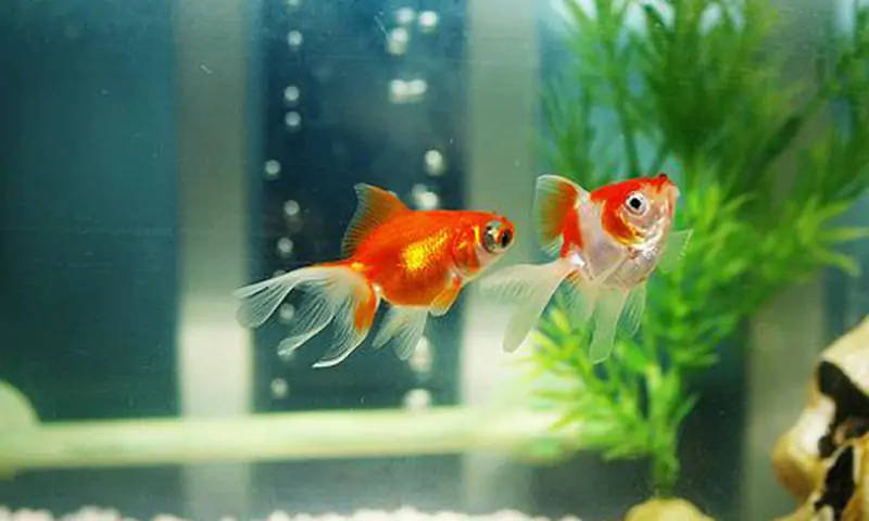 Điều gì sẽ xảy ra với bộ phận bong bóng cá khi cá bị kéo lên mặt nước?