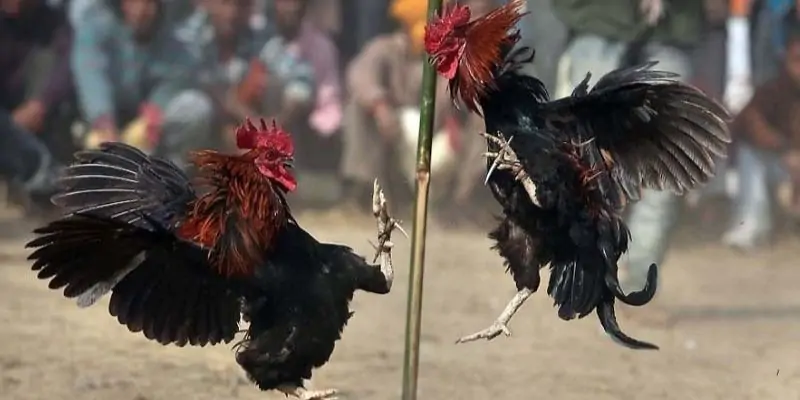 Gà Chọi C1 - Tổng Hợp Thông Tin Về Loại Gà Thiện Chiến