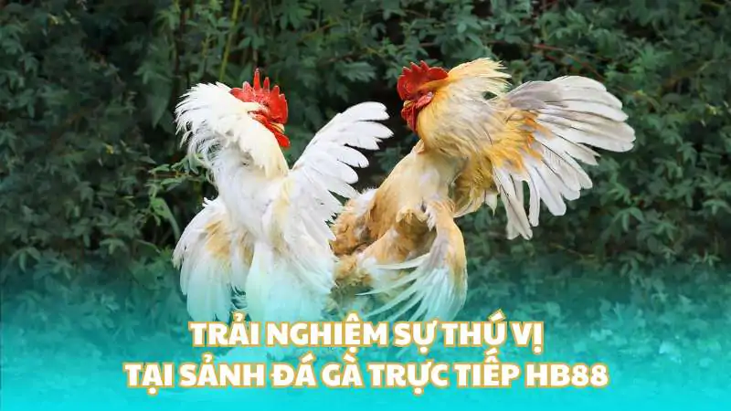 Trải nghiệm sự thú vị tại sảnh đá gà trực tiếp HB88