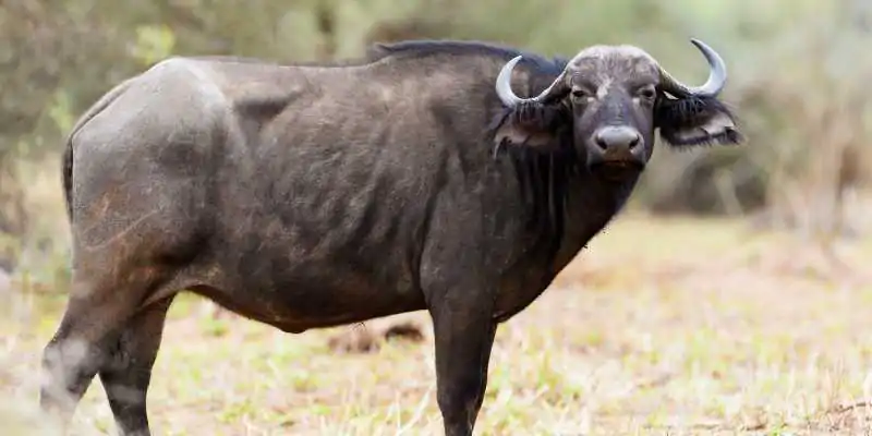 Giải Mã Giấc Mơ Thấy Con Trâu Đánh Đề Con Gì Để Trúng Lớn?