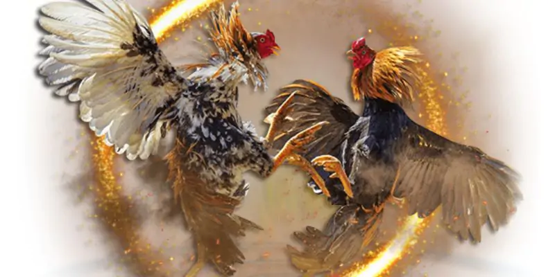 Ngủ mơ thấy gà đánh đề số mấy?