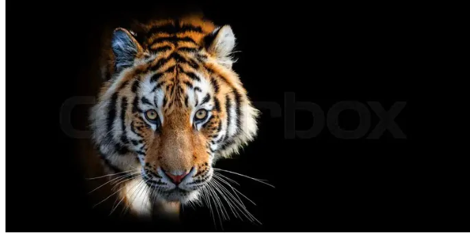 Mơ thấy bản thân đang bắt gặp hổ thì nên theo con nào