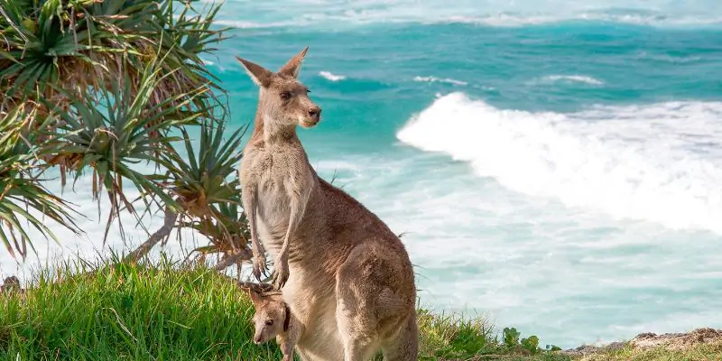 Mơ thấy chuột túi - Ý nghĩa giấc mơ và những thông điệp tiềm ẩn