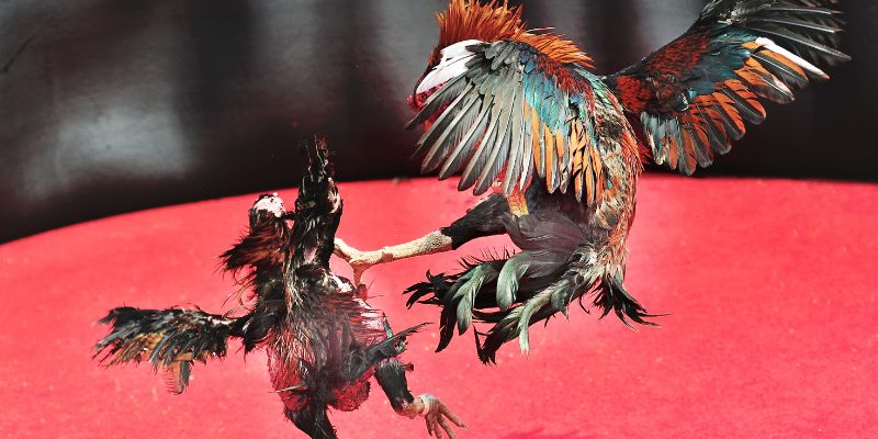 Đào tạo gà chọi - Bí quyết nuôi dưỡng và phát triển chiến kê hoàn hảo